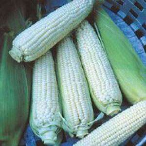 Sweetcorn - Zea Mays - 50 Seeds - Vegetable