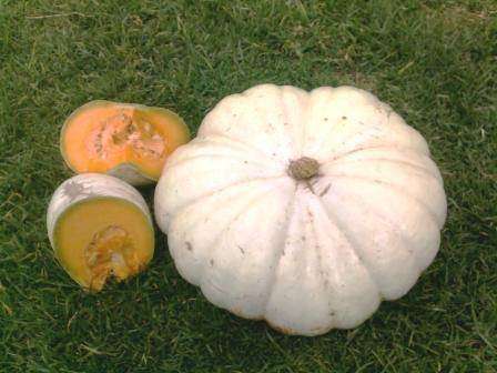 Pumpkin Flat White Boer - Cucurbita Maxima - 100 Seeds - Bulk Vegetable Seeds