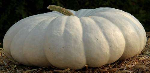 Pumpkin Flat White Boer - Cucurbita Maxima - 5 Seeds - Vegetable