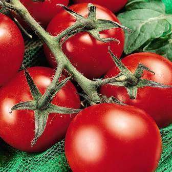 Money Maker Tomato - Lycopersicon Esculentum -  Seeds - Vegetable