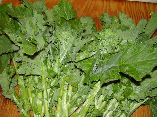 Essex English Rape - Brassica Napus - 200 Seeds - Vegetable