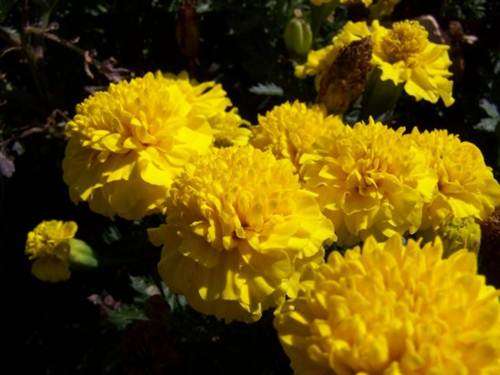 Marigold Lemon Drop - Tagetes Patula - 150 Seeds - Annual Flower