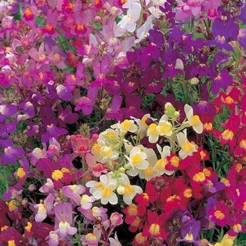 Linaria Fairy Bouquet - Linaria Maroccana - 500 Seeds - Annual Flower