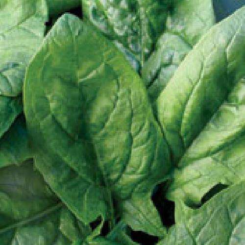 Viroflay Spinach - Spinacia Oleracea -  Seeds - Vegetable