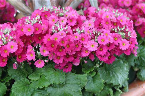 Lavender Fairy Primrose - Primula Malacoides -  Seeds - Annual Flower