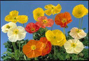 Poppy Artist Glory Mixed - Papaver Nudicaule -  Seeds - Annual Flower