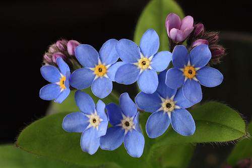 Myosotis Forget Me Not Blue - Myosotis Sylvatica -  Seeds - Annual Flower