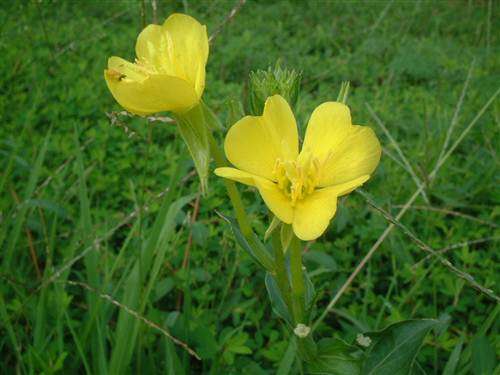 Evening Primrose - Oenothera Biennis -  Seeds - Annual Flower