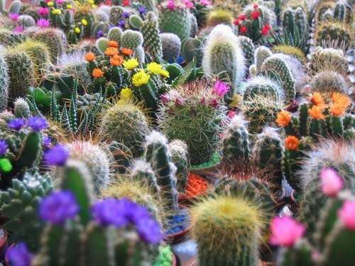 Mixed Cactus Species - Cactaceae - 20 Seeds - Succulent