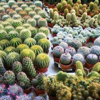 Mixed Cactus Species - Cactaceae - 50 Seeds - Succulent