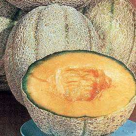Hales Cantaloupe - Cucumis Melo - 10 Seeds - Fruit