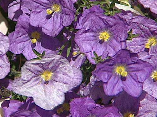 Purple Robe Cup Flower - Nierembergia Hippomanica -  Seeds - Annual Flower