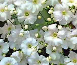 Gypsophila Covent Garden - Gypsophila Elegans - 200 Seeds - Annual Flower