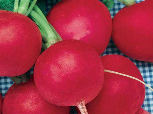 German Giant Radish - Raphanus Sativus - 50 Seeds - Monster Radishes