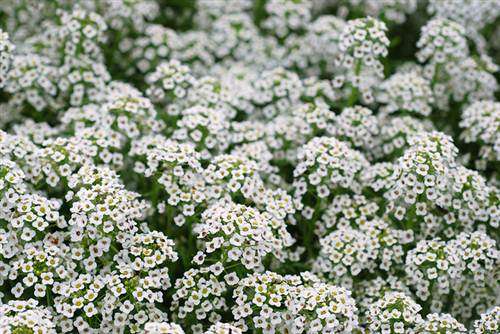 Alyssum Snow Cloth - Lobularia Maritima -  Seeds - Annual Flower