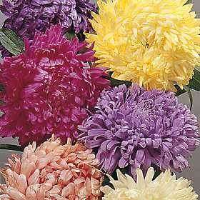 Aster California Giant Mix - Aster Chinensis - 100 Seeds - Annual Flower