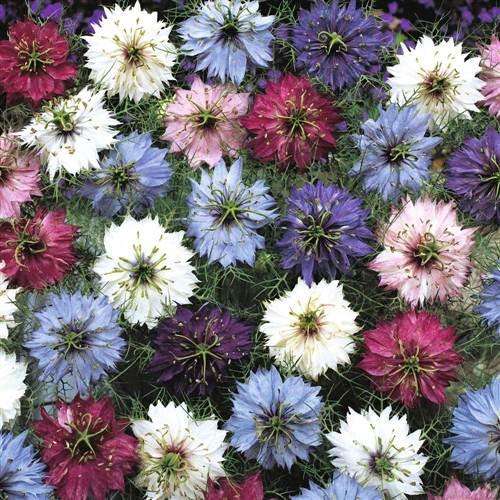 Nigella  Persian Jewel Mix - Nigella Damascena - 50 Seeds - Annual Flower