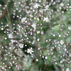 Gypsophila Single White - Gypsophila Paniculata -  Seeds - Annual Flower