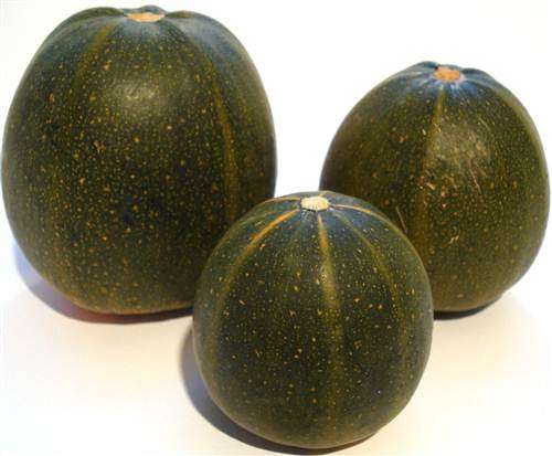 Rolet Gem Squash - Cucurbita Pepo - 40 Seeds - Bulk Vegetable Seeds