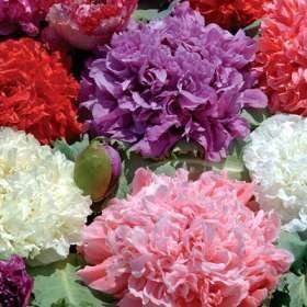 Papaver Paeoni Double Mix - Papaver Paeoniflorum -  Seeds - Annual Flower
