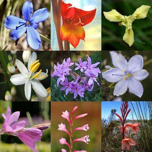 Indigenous SA Spring Bulb Seed Collection - 10 Varieties - Summer Specials