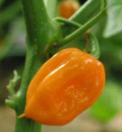 Orange Habanero Pepper - Capsicum Chinense - 20 Seeds - X Hot Chilli Pepper