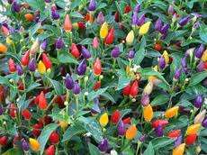 Nu Mex Twilight Chilli Pepper - Capsicum Annuum v Longum - 5 Seeds - USA Hybrid