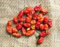 Rodo Chilli Pepper - Capsicum - 10 Seeds - Nigerian Chilli