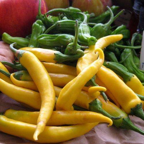 Golden Cayenne Chilli Pepper - Capsicum Annuum - 10 Seeds - Unique Colouring