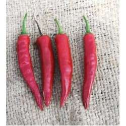 Nanas Indian Red Chilli Pepper - Capsicum - 10 Seeds - Prolific