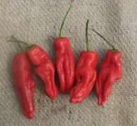 Dedo de Mocha Chilli Pepper - Capsicum - 5 Seeds - Flavousome