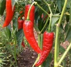 Shubo from Kano Chilli Pepper - Capsicum - 5 Seeds - Nigerian Chilli