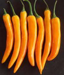 Bulgarian Carrot Chilli Pepper Seeds - Capsicum Annuum - Prolific