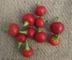 Iranian Cherry Chilli Pepper - Capsicum Baccatum - 10 Seeds - Prolific