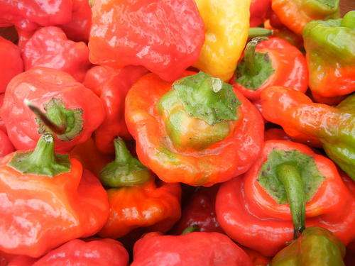 Rocotillo Chilli Pepper - Capsicum Baccatum - 5 Seeds - Peru