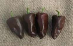Chilhaucle Negro Chilli Pepper Seeds - Capsicum Annuum - Mexico