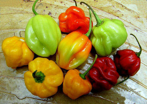 *** Global Chilli Peppers *** 11 Varieties from around the world inc RARE Varieties - Package Deal