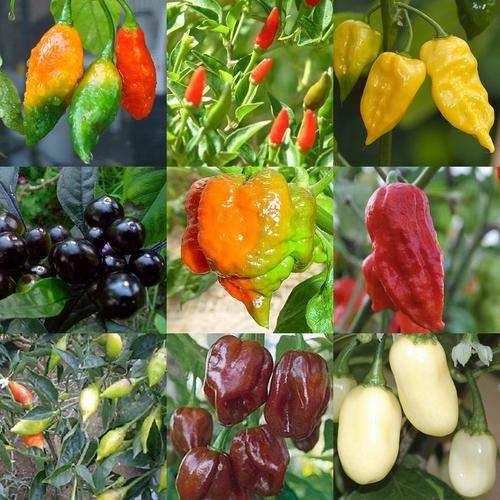 *** NEW *** RAREST & WORLDS HOTTEST *** Premium Chilli Pepper Pack - 10 Varieties - Scorching Heat!