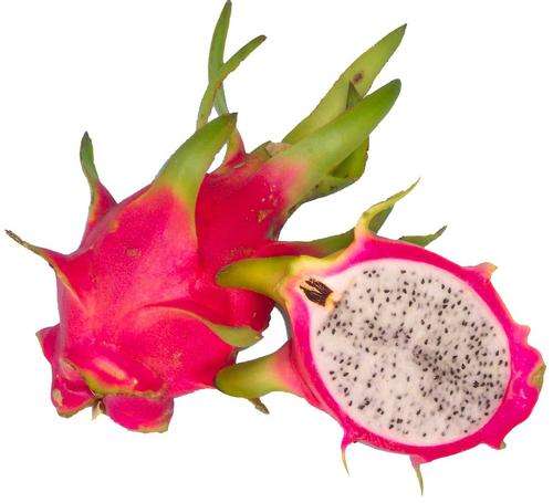 White Flesh Dragon Fruit / Pitaya - Pitahaya - Hylocereus Undatus - Exotic Fruit - 10 Seed Pack