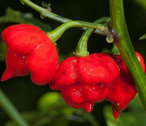 **** NEW **** Killer Hot - Trinidad 7 Pot / Pod Chilli Pepper - 5 Seeds - One of the Worlds Hottest