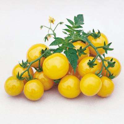 Gold Nugget Cocktail Cherry Tomato - Lycopersicon Esculentum - 10 Seeds