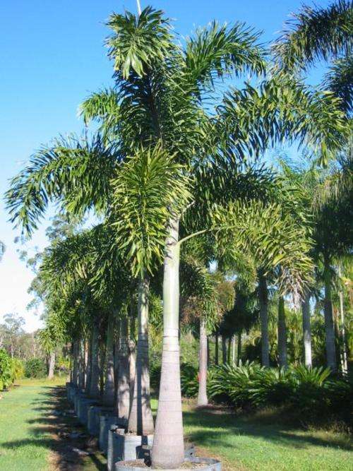 **** ULTRA RARE **** Foxtail Palm - Flamingo Fancy - Wodyetia Bifurcata - Seeds