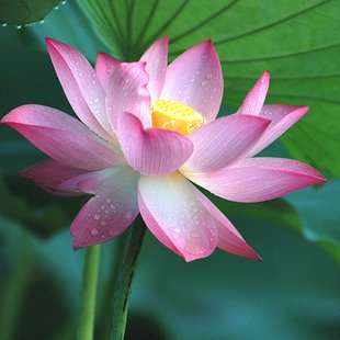 Nelumbo Nucifera - Pink Lotus - Aquatic Plant Seeds - 10 Seeds - Sacred Lotus