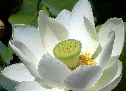 Nelumbo Nucifera - White Lotus - Aquatic Plant Seeds - 5 Seeds - Sacred Lotus