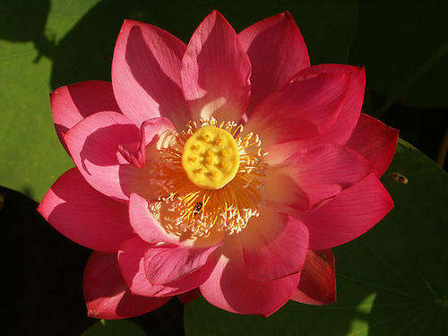 Nelumbo Nucifera - Red Lotus - Aquatic Plant Seeds - 10 Seeds - Sacred Lotus
