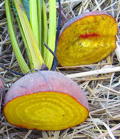Golden Beetroot - Vegetable - 30 Seeds - Beta Vulgaris - Unique Variety