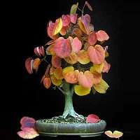 Premium Bonsai Package - 16 Species - 100 Fresh Seeds