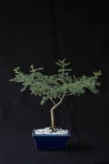 Acacia Tortilis - Israeli Babool Tree - Indigenous Tree - 10 Seeds - Beautiful Bonsai Specimen