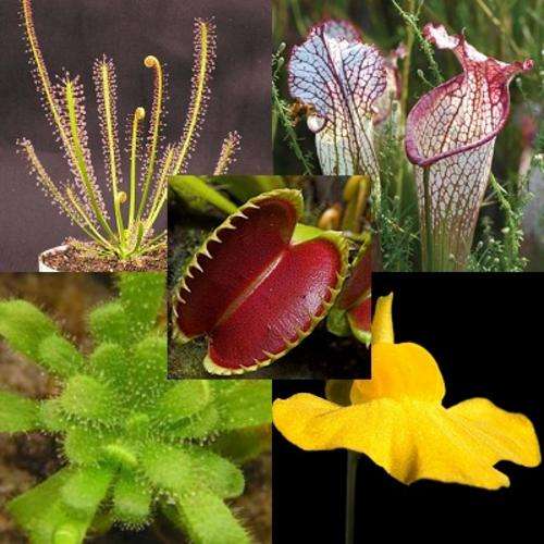 Insectivore Carnivorous Seed Pack - 5 Varieties - Venus Fly Traps, Pitchers, Bladderworts & Sundews
