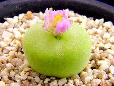 Conophytum Pillansii - Mesembs - Succulents - 10 Seeds